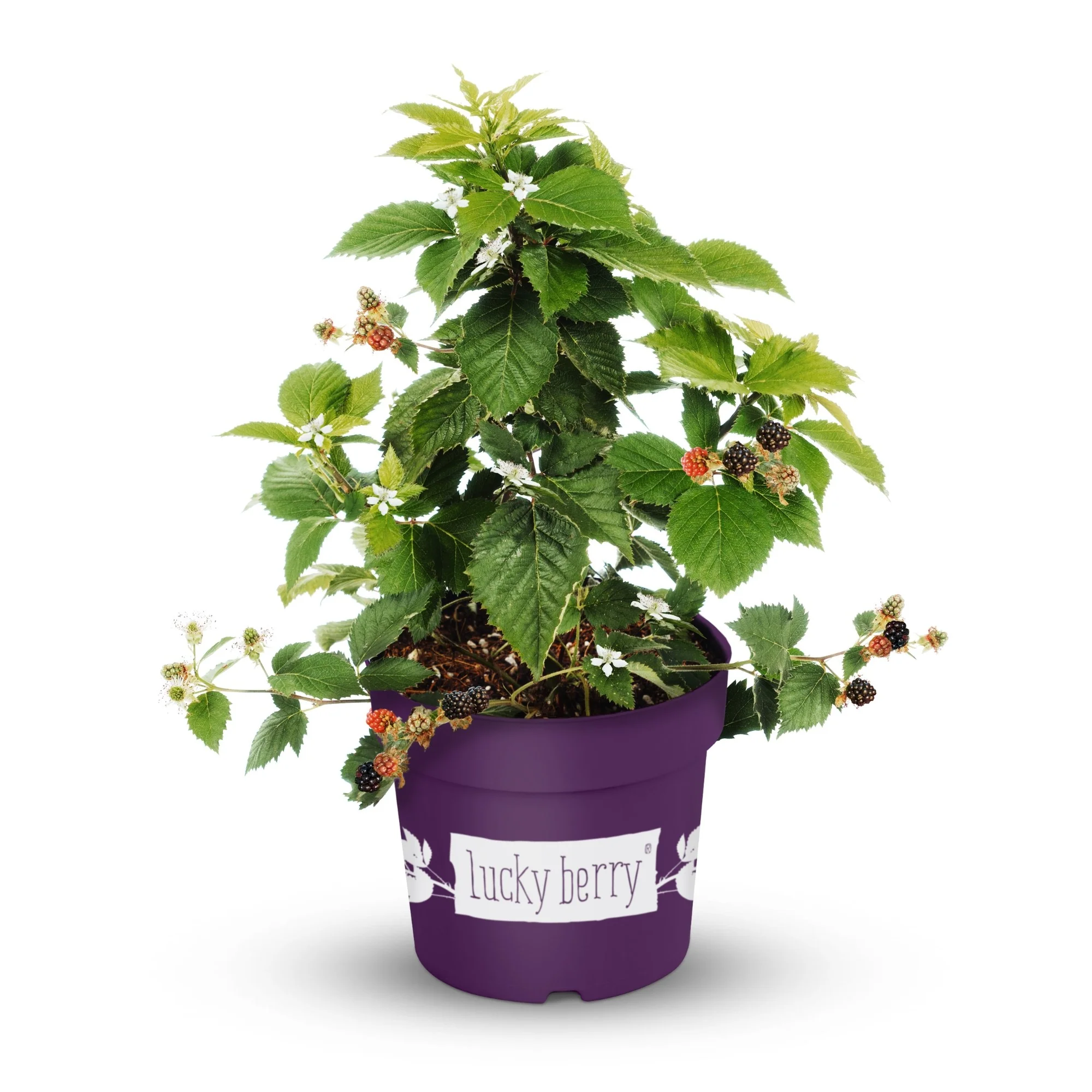 Brombeere 'Lucky Berry®' - Image 3