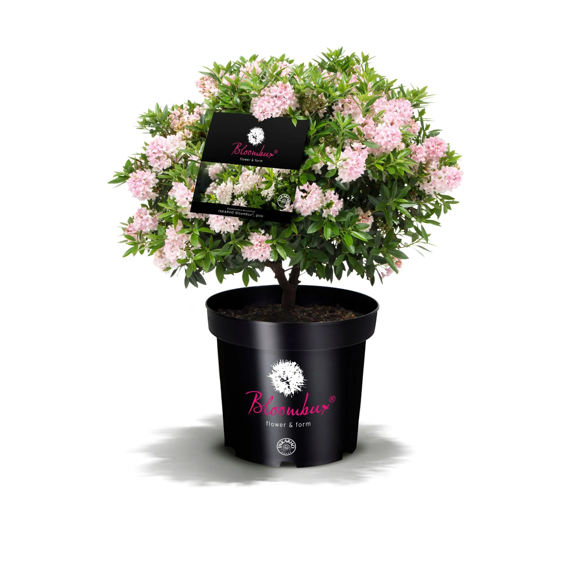 Buchsbaum-Ersatz 'Bloombux®' Busch in Set-Kombinationen - Image 3