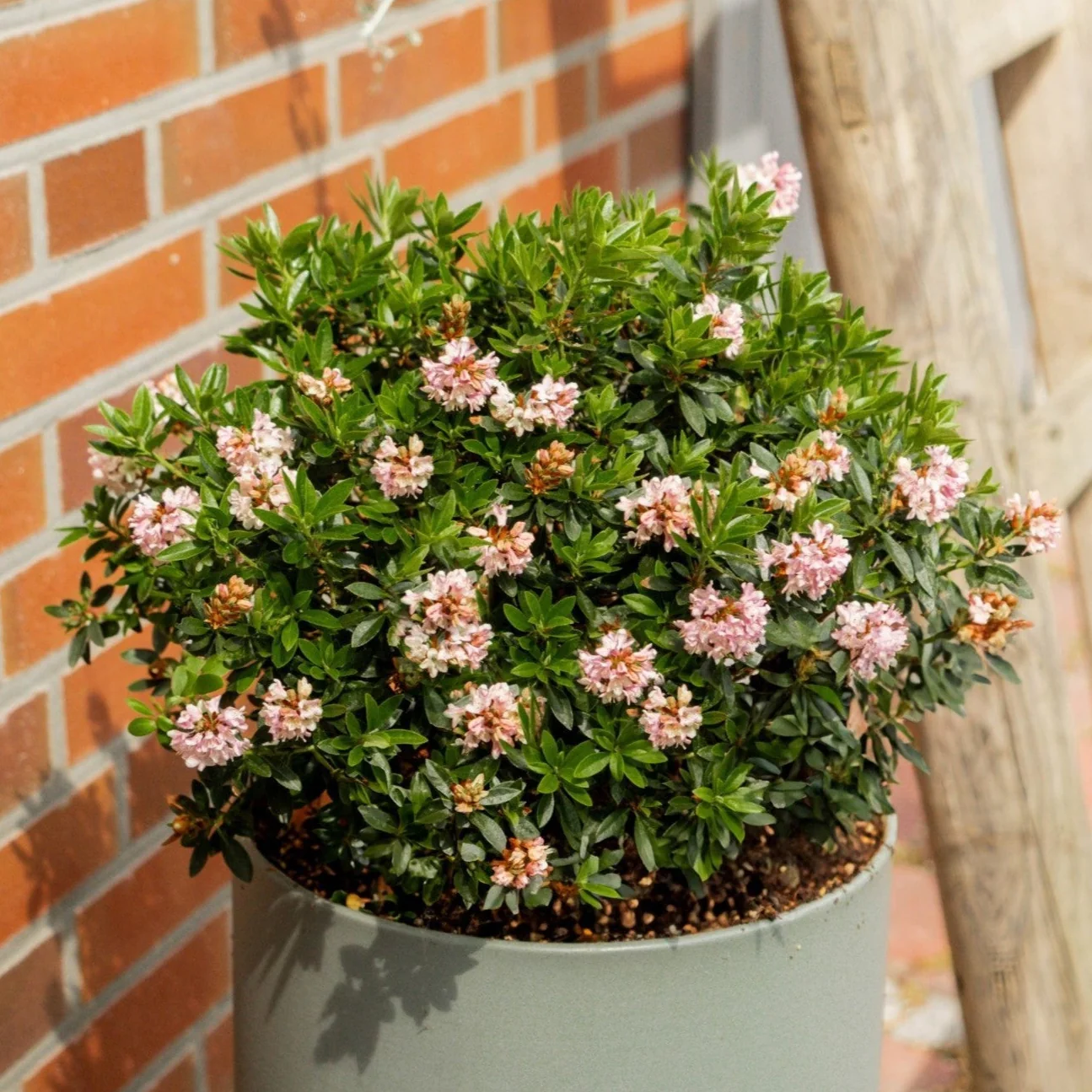 Buchsbaum-Ersatz 'Bloombux®' Busch in Set-Kombinationen - Image 7