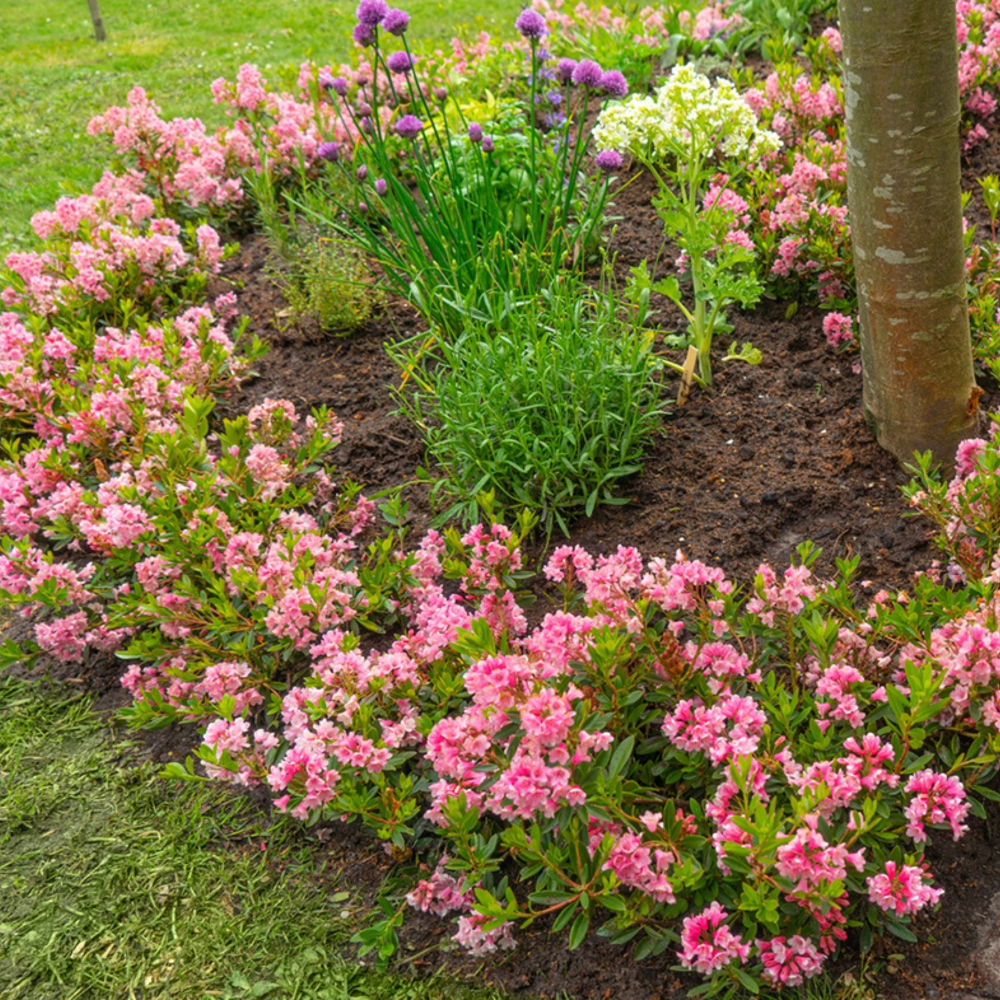 Buchsbaum-Ersatz 'Bloombux®' Busch in Set-Kombinationen - Image 9