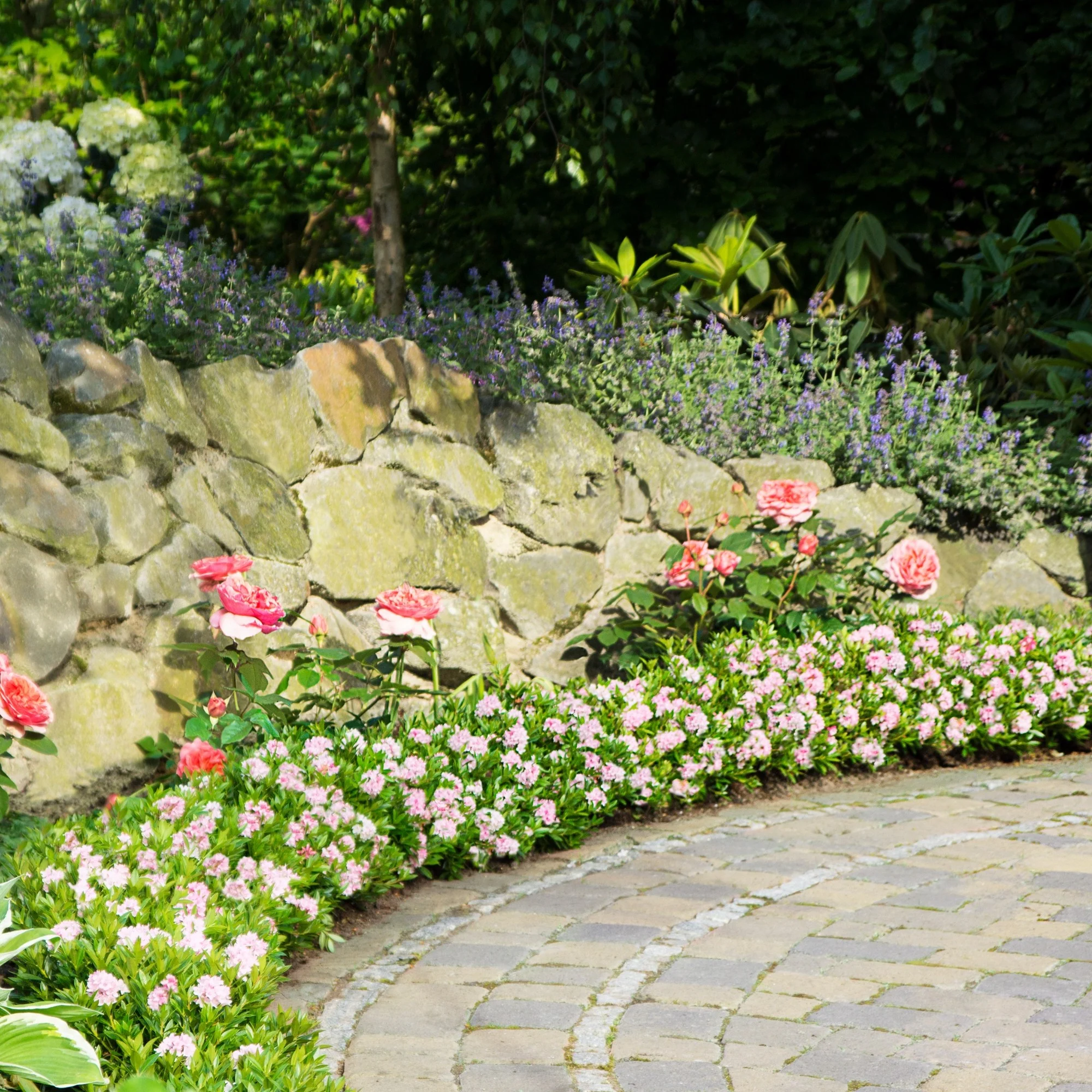 Buchsbaum-Ersatz 'Bloombux®' Busch - Image 10