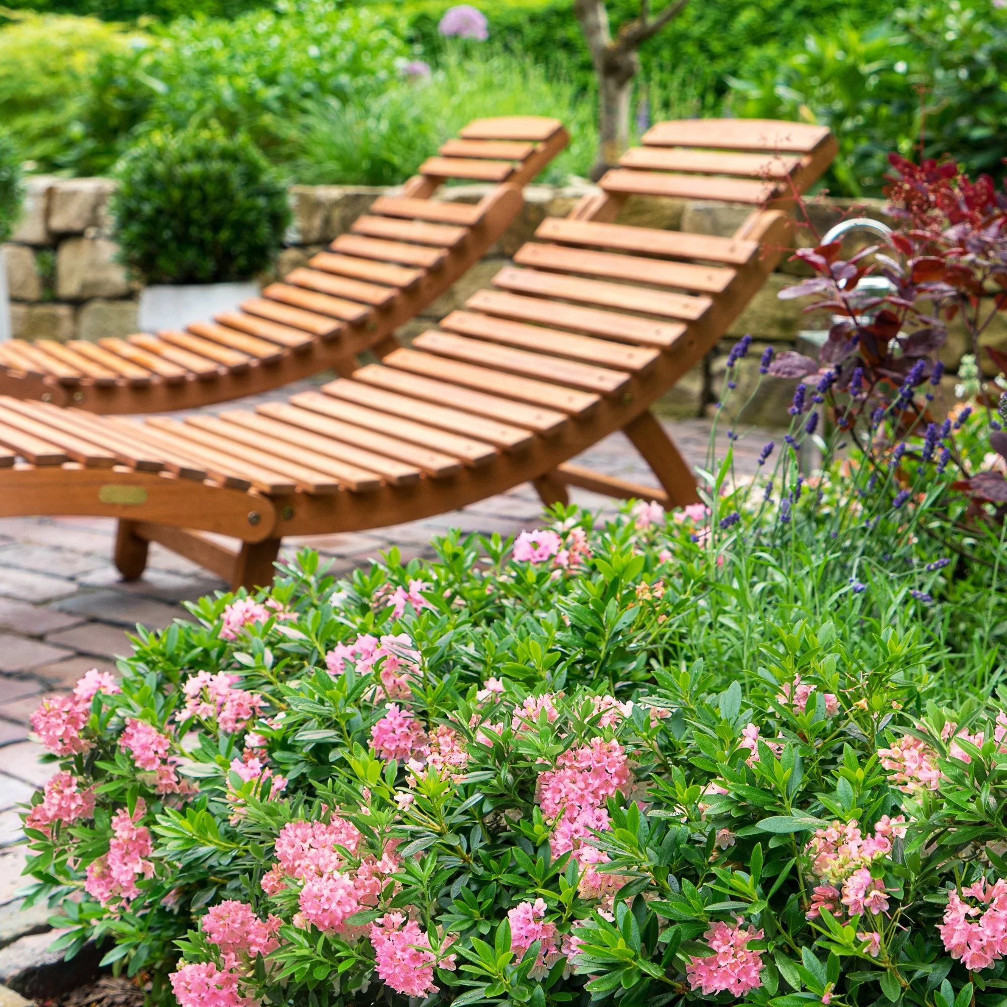Buchsbaum-Ersatz 'Bloombux®' Busch - Image 11
