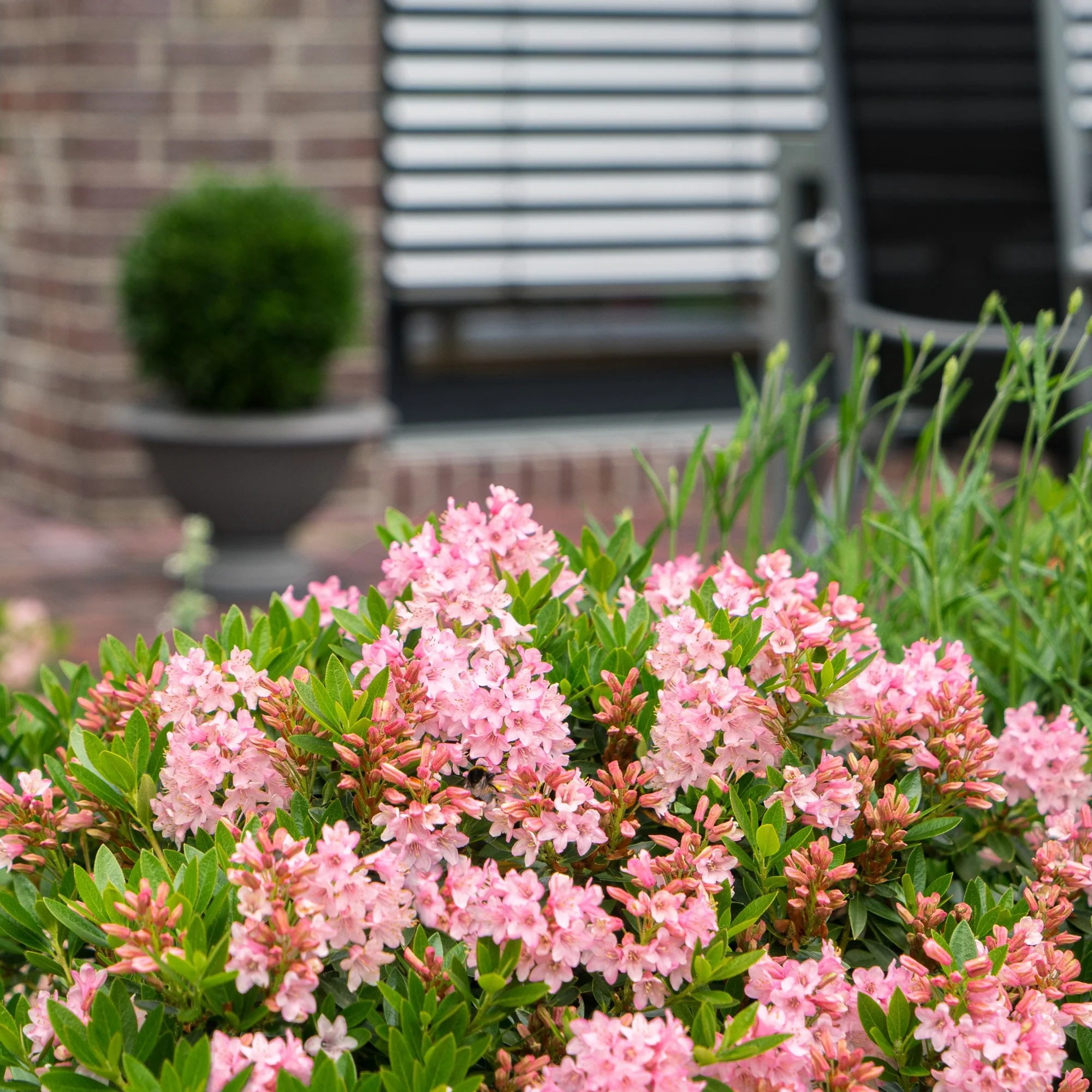 Buchsbaum-Ersatz 'Bloombux®' Busch - Image 12