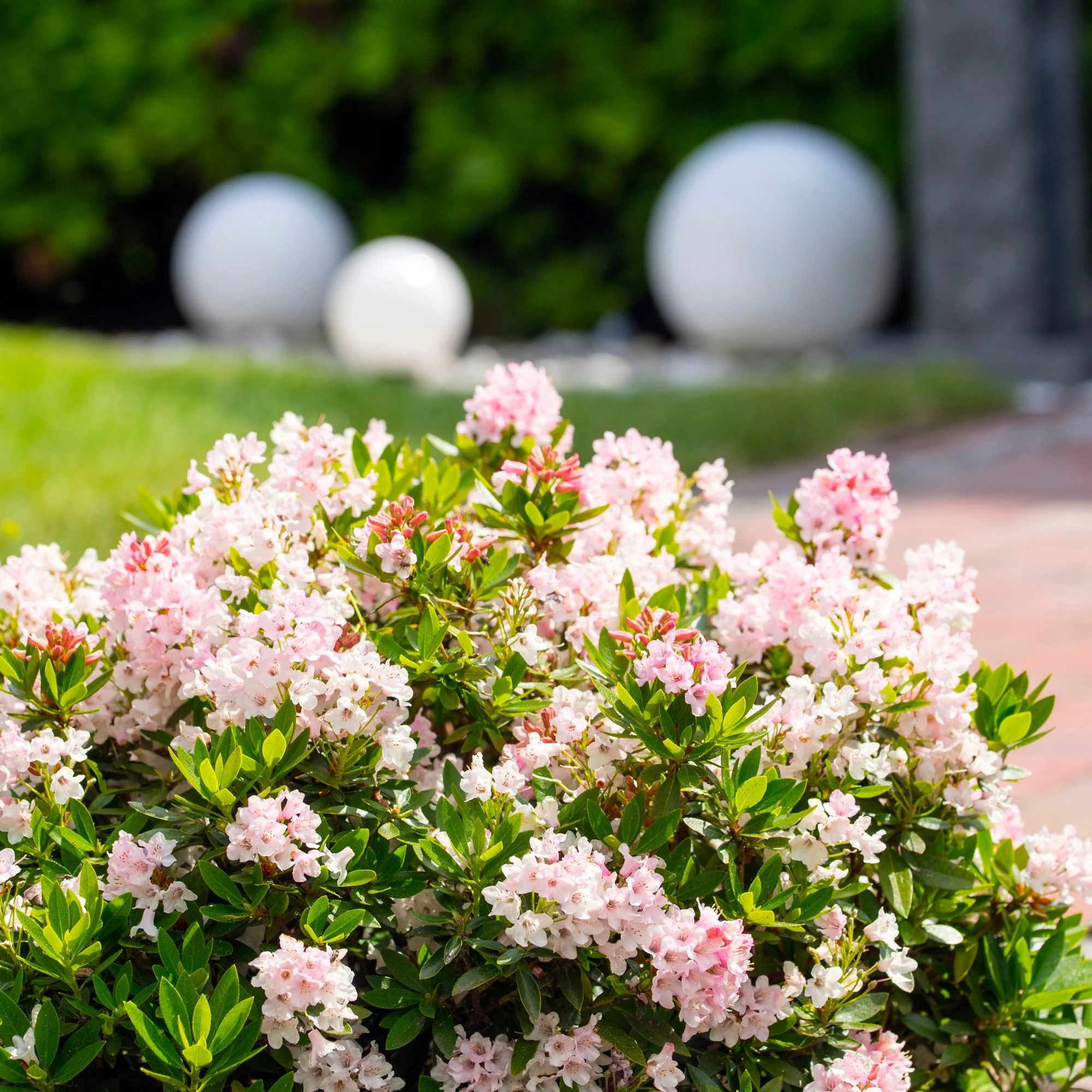 Buchsbaum-Ersatz 'Bloombux®' Busch - Image 14