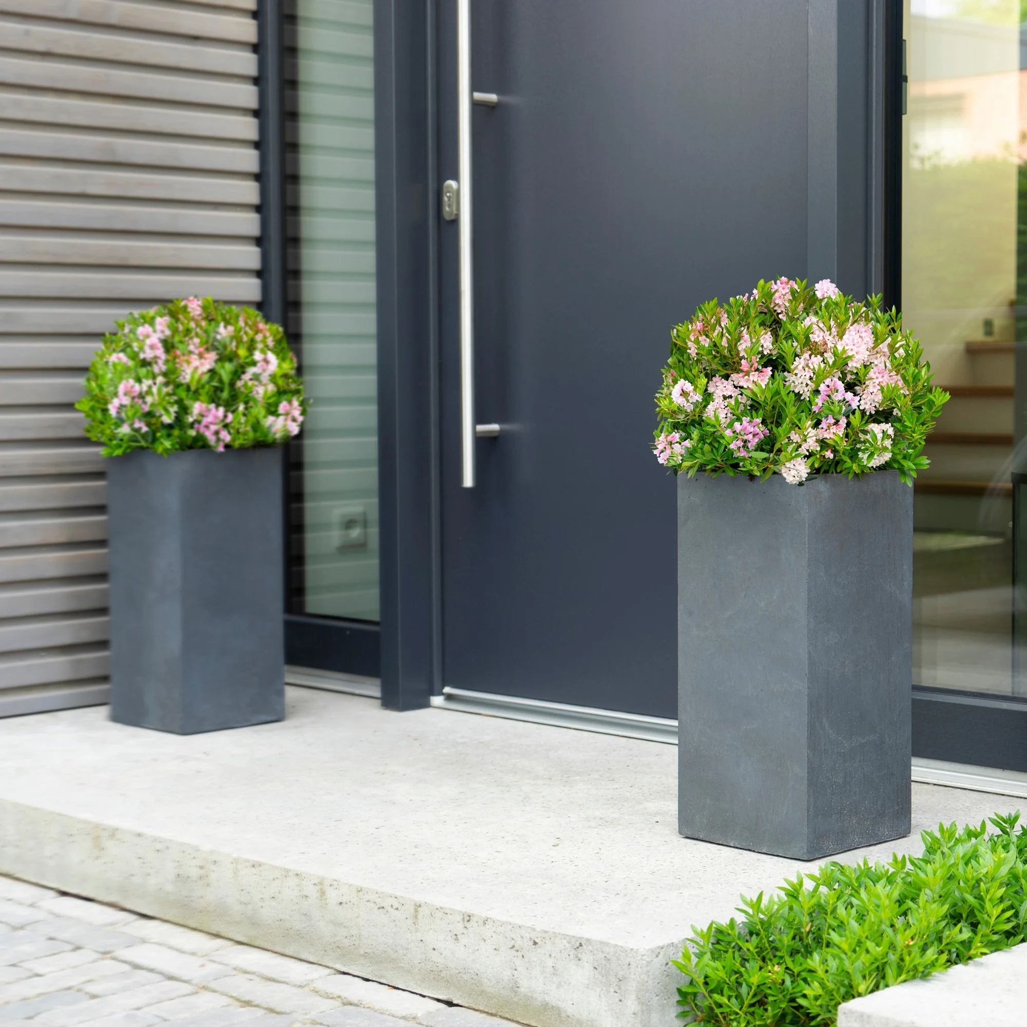 Buchsbaum-Ersatz 'Bloombux®' Busch - Image 15