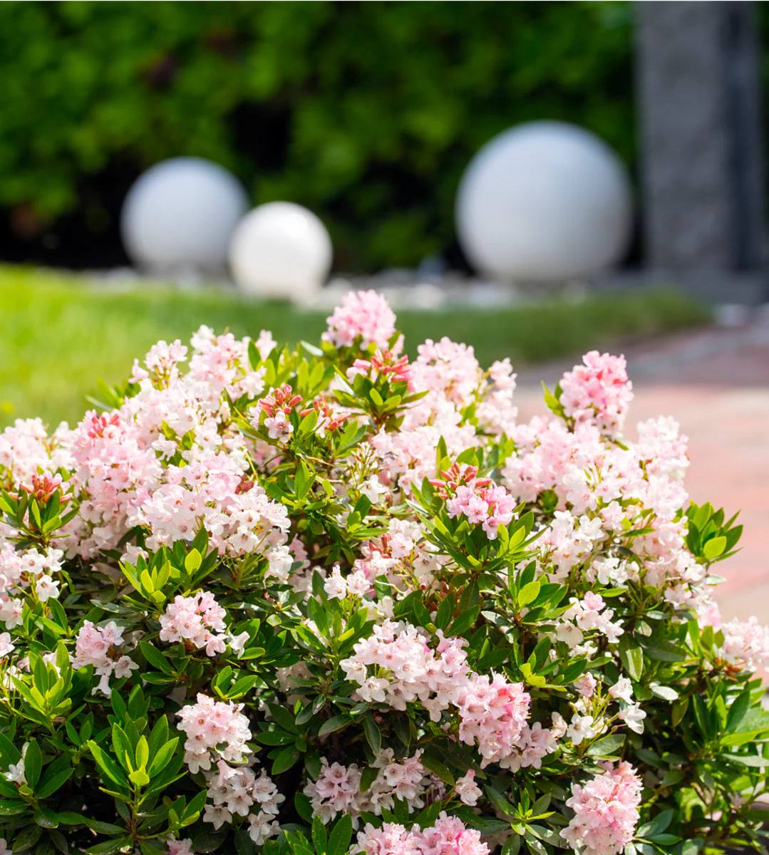 Buchsbaum-Ersatz 'Bloombux®' Busch - Image 4