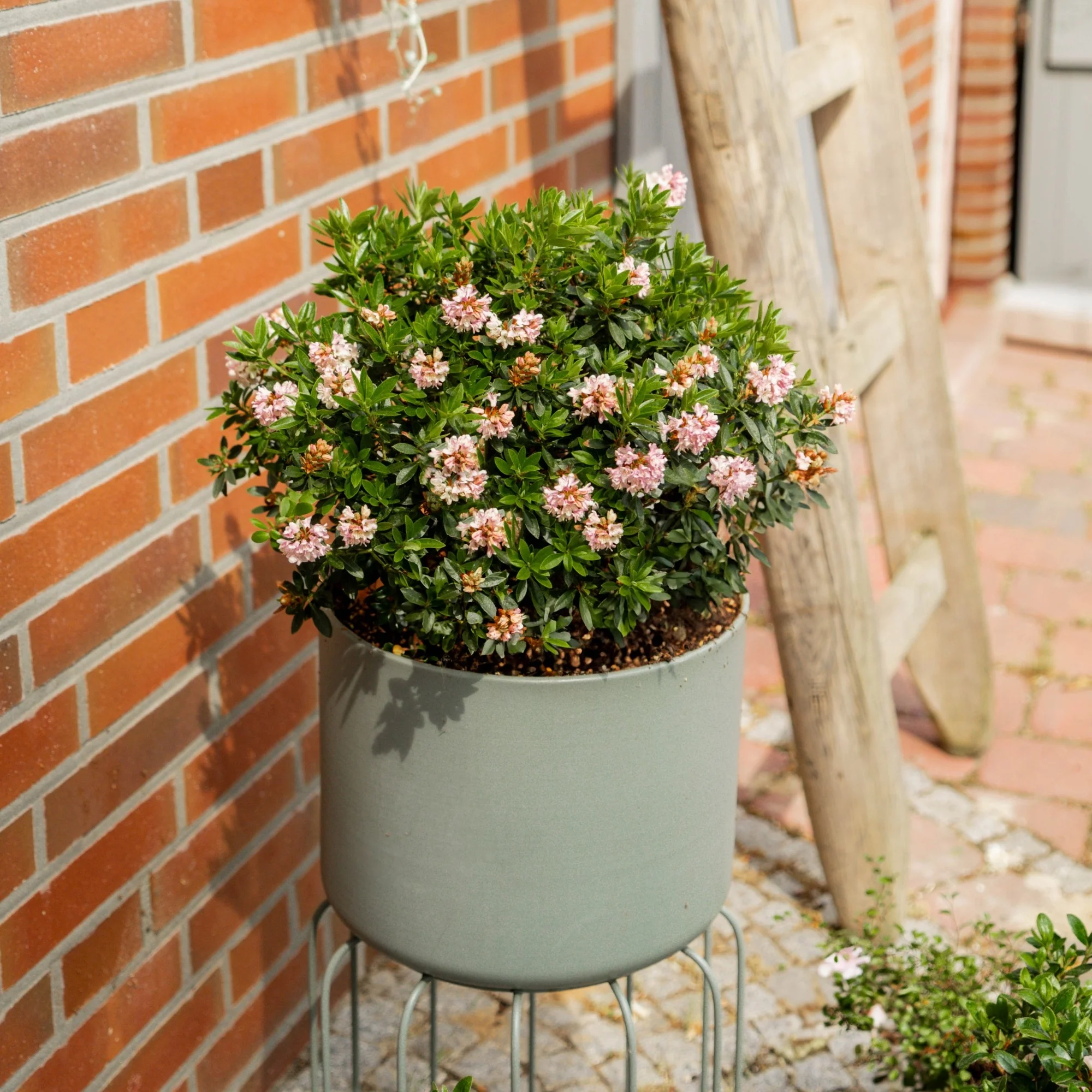 Buchsbaum-Ersatz 'Bloombux®' Busch - Image 5