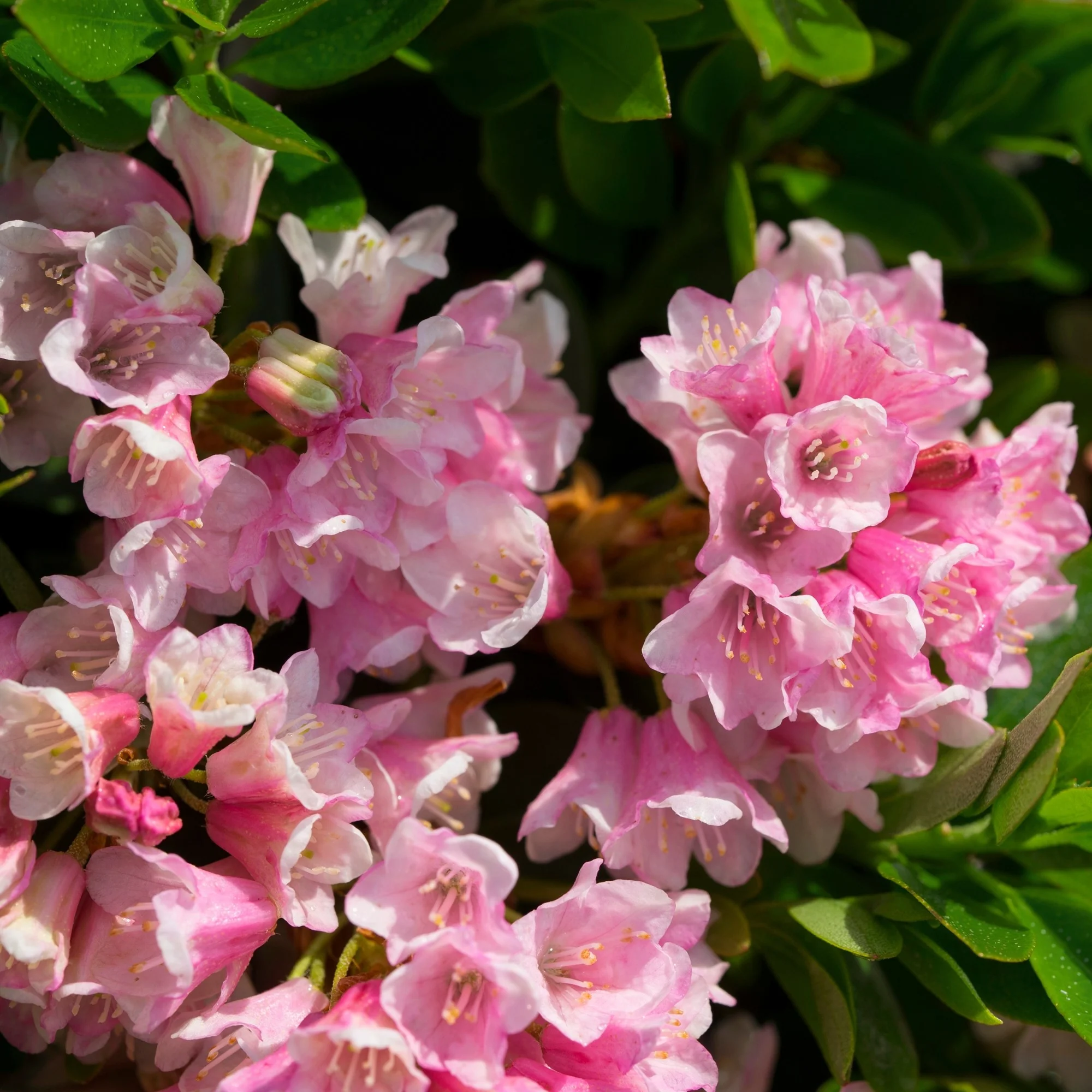 Buchsbaum-Ersatz 'Bloombux®' Busch - Image 7