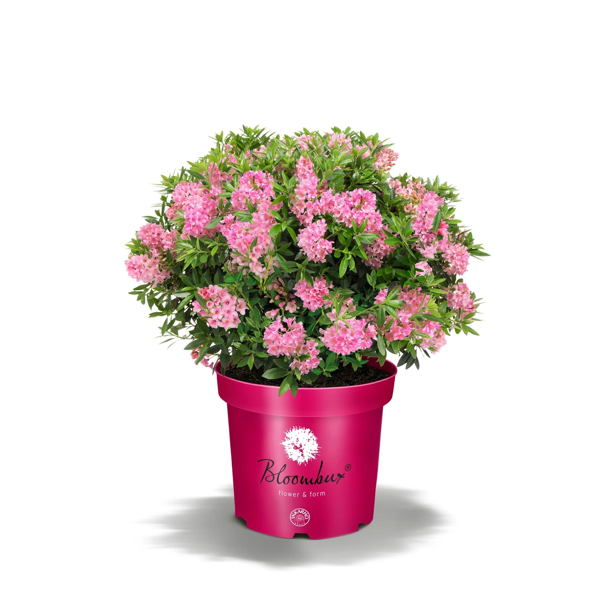 Buchsbaum-Ersatz 'Bloombux®' Busch - Image 8