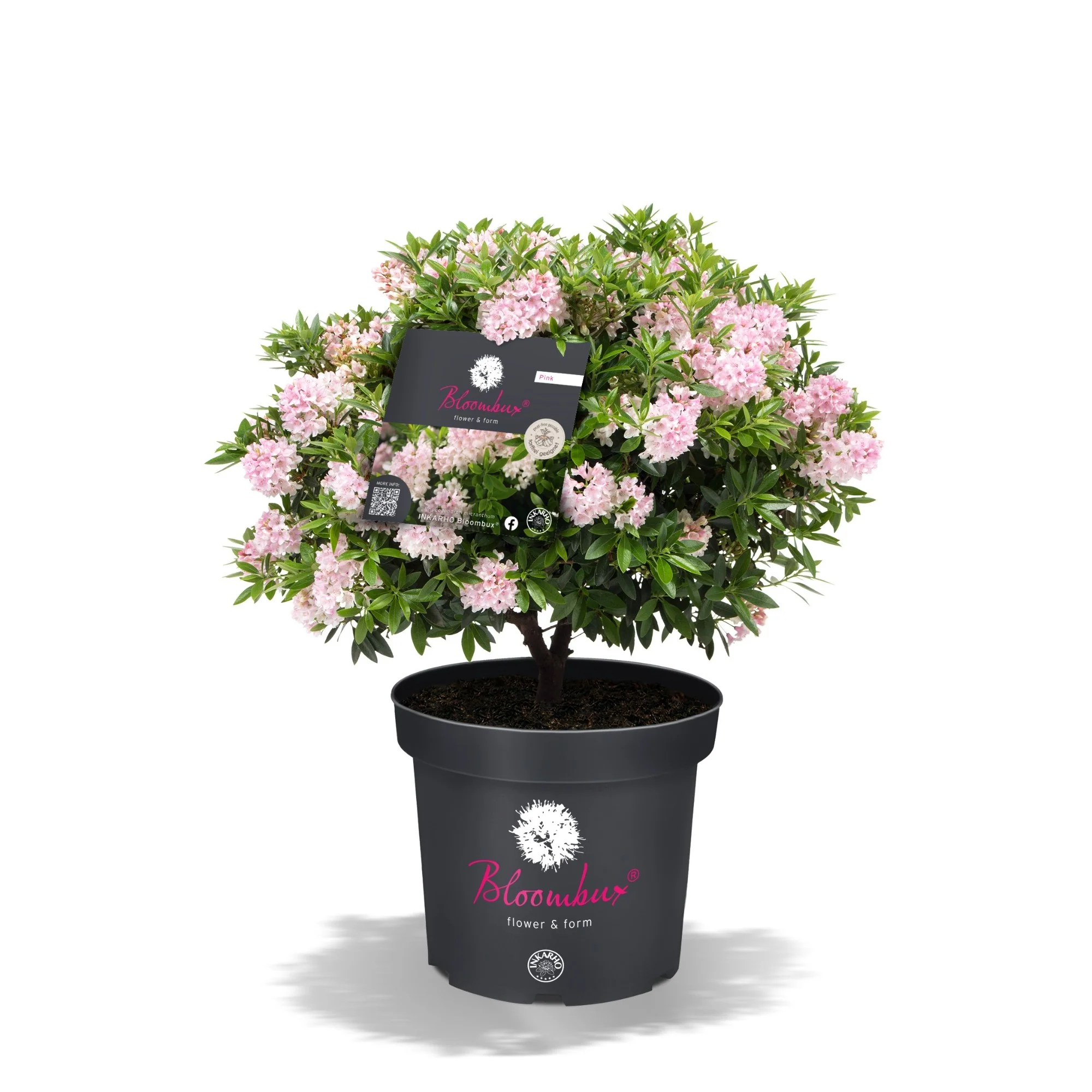 Buchsbaum-Ersatz 'Bloombux®' Busch - Image 9