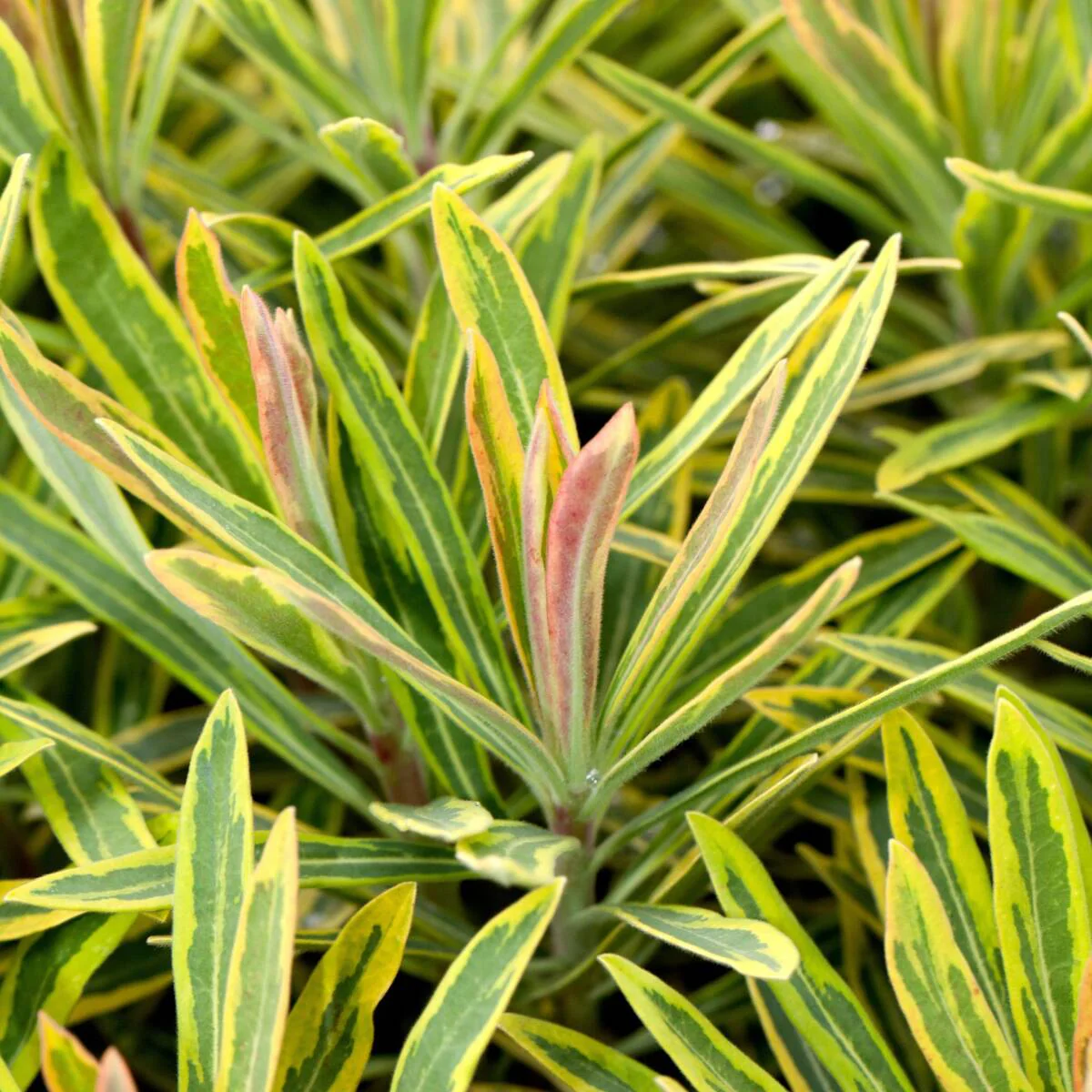 Bunte Busch-Wolfsmilch 'Ascot Rainbow'