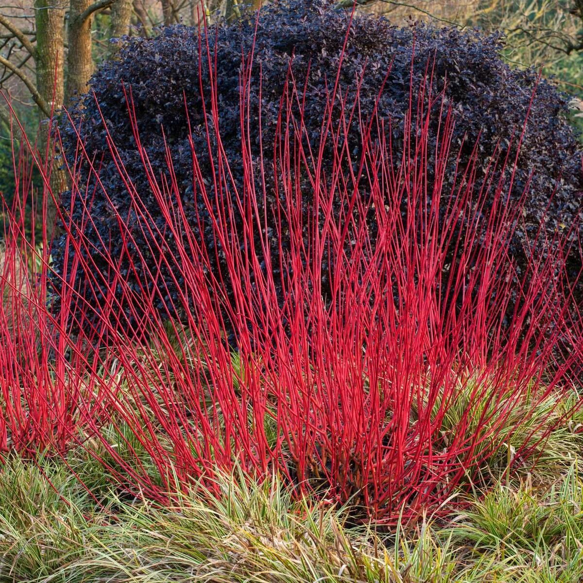 Rotholz-Hartriegel 'Sibirica'