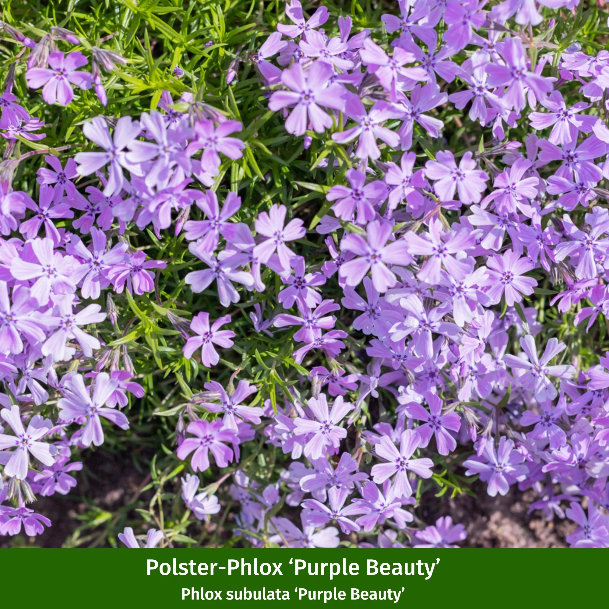 Bunter Phlox-Mix - Image 3