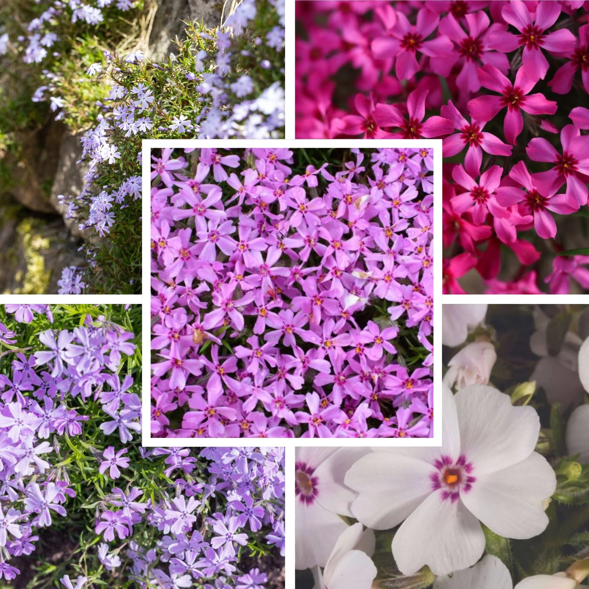 Bunter Phlox-Mix - Image 7