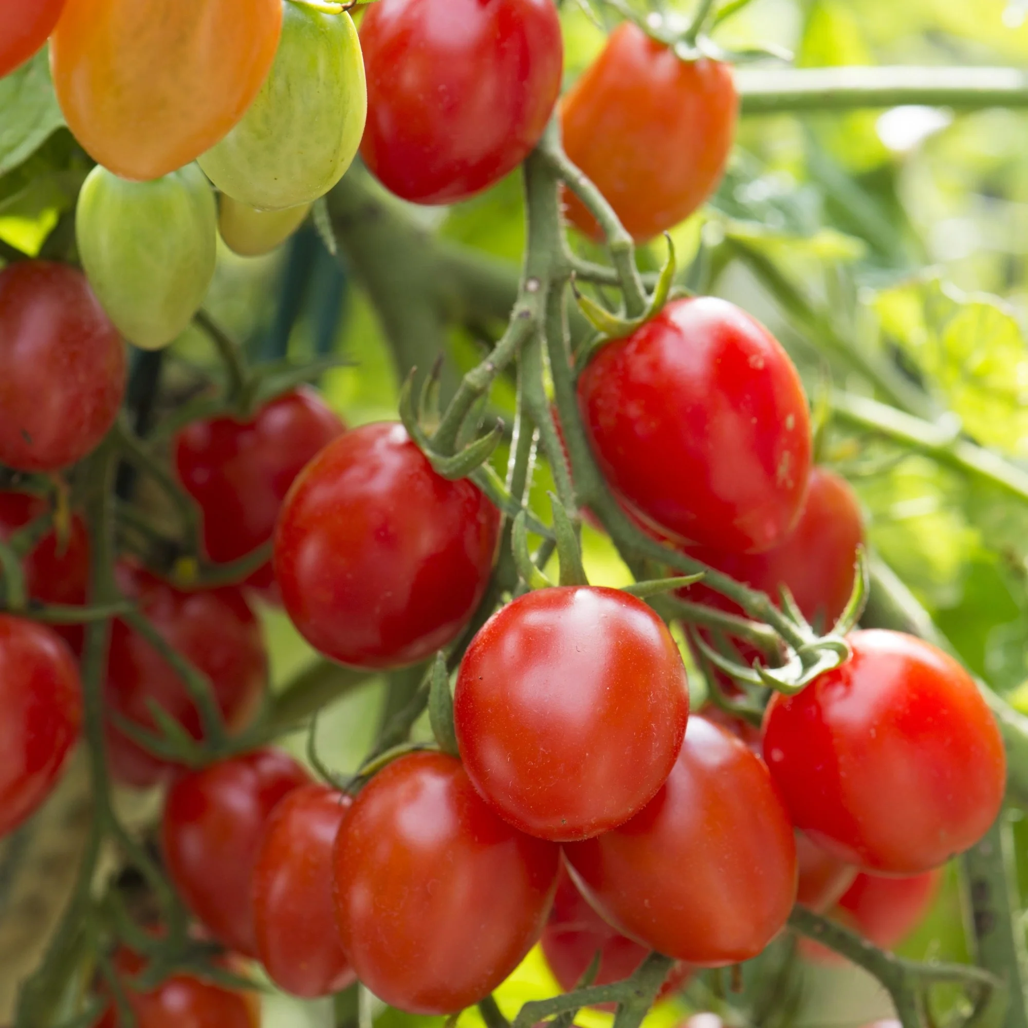 Buschtomate 'Romello'