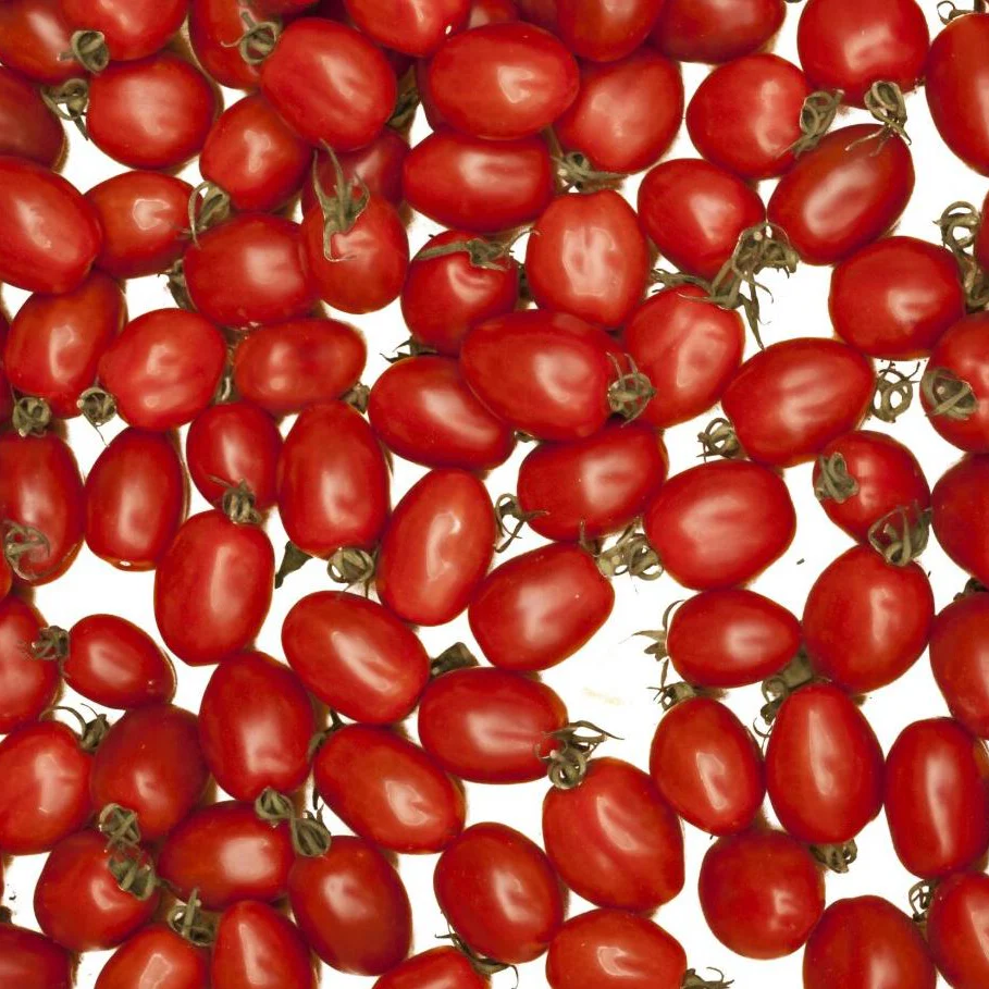 Buschtomate 'Romello' - Image 2