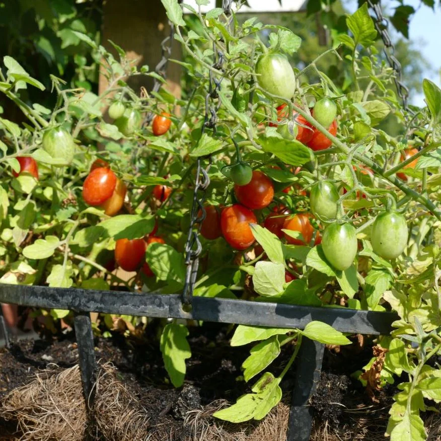 Buschtomate 'Romello' - Image 3