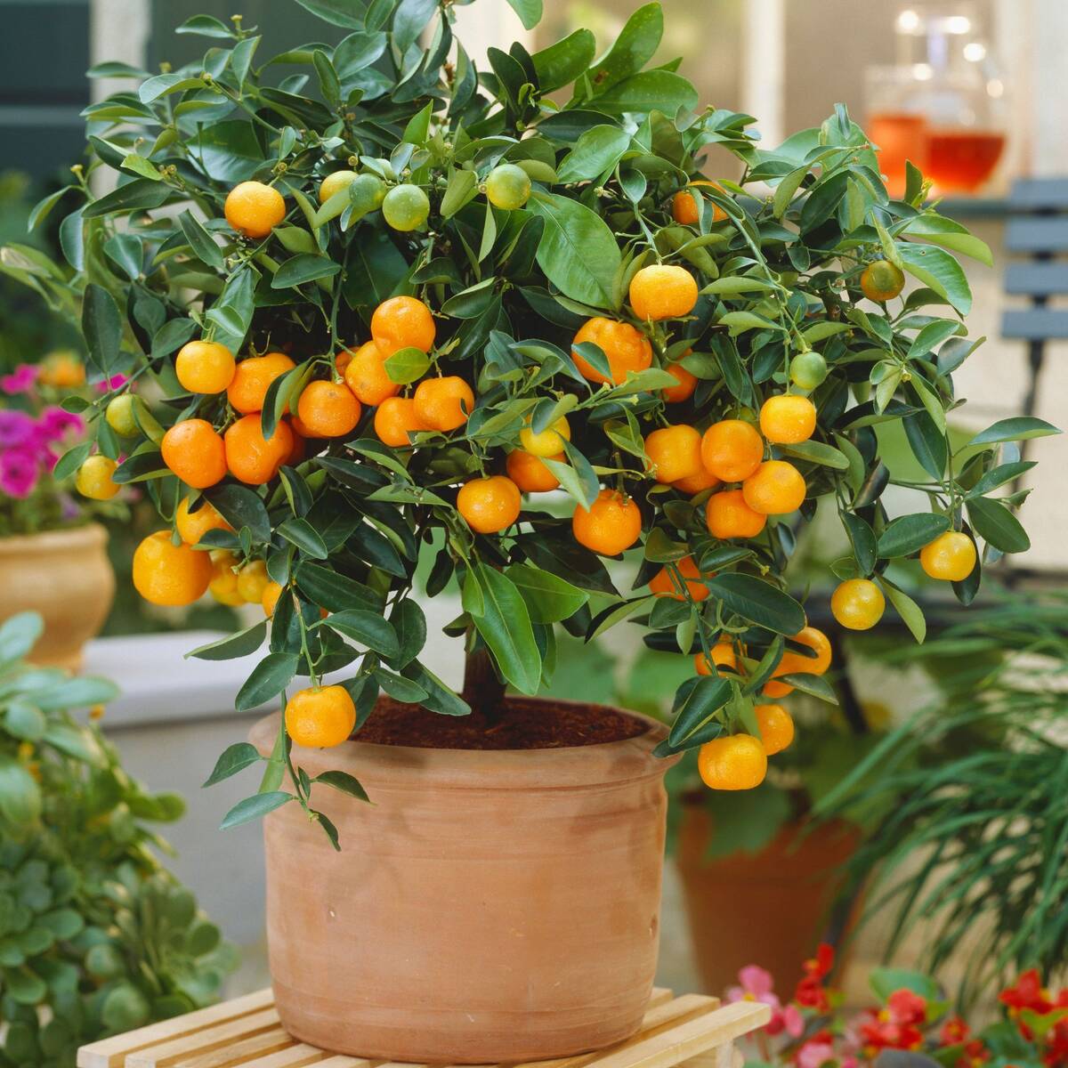 Calamondin-Orange, Busch