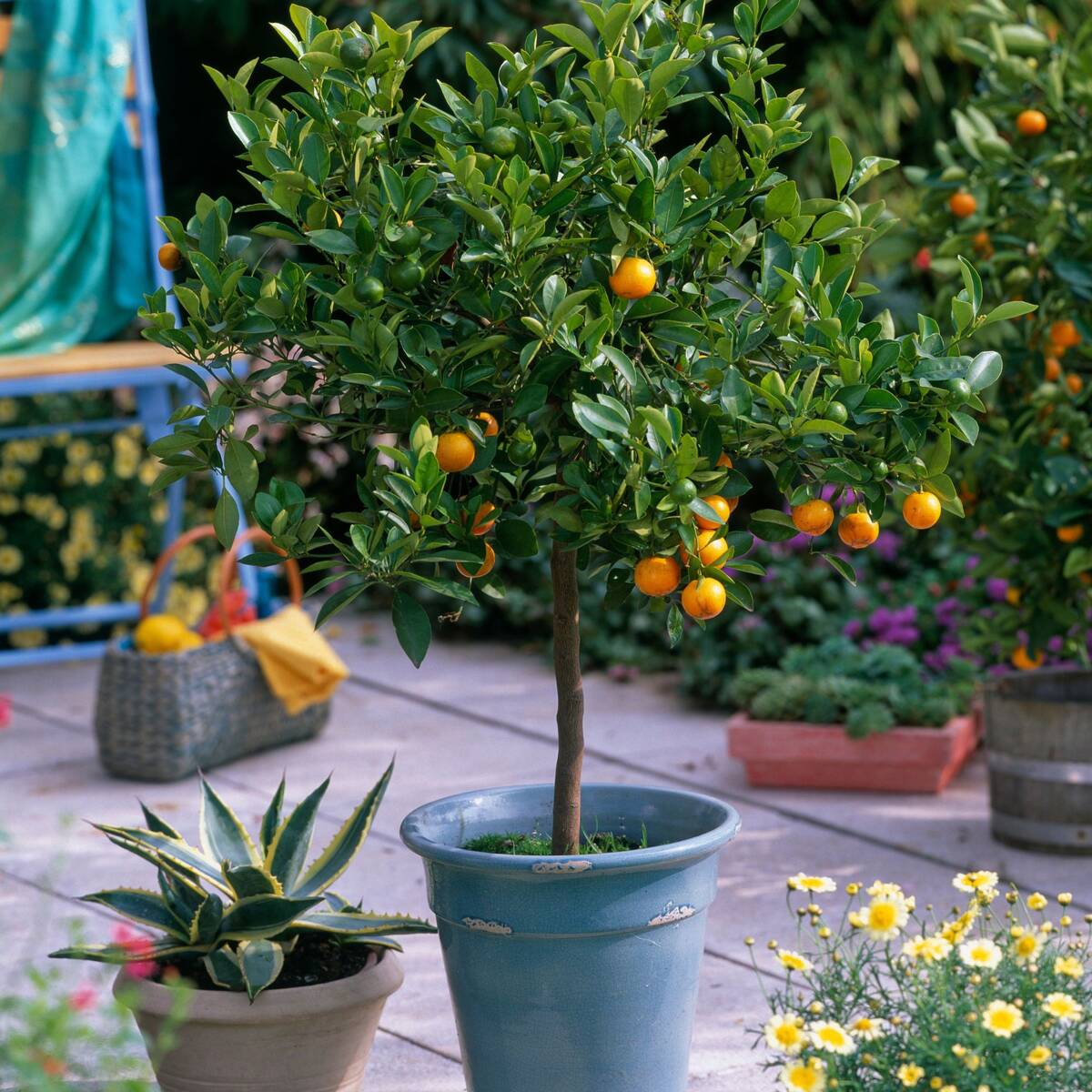 Calamondin-Orange, Stamm