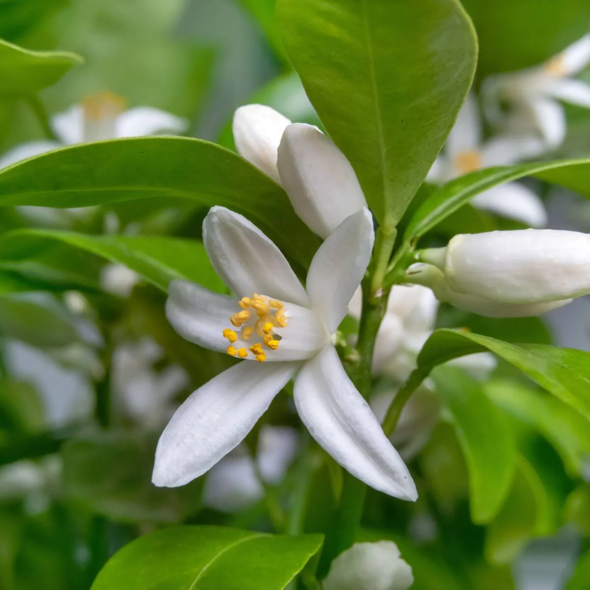 Calamondin-Orange, Stamm - Image 2