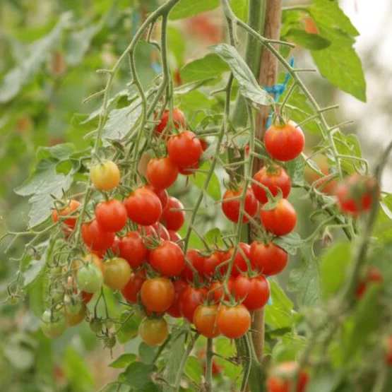 Cherrytomate 'Pepe', F1 - Image 2