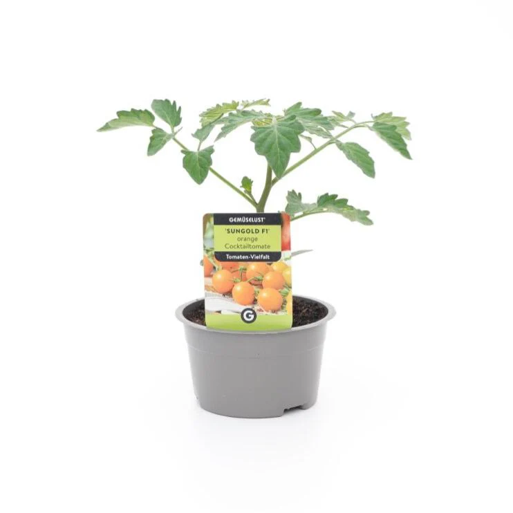 Cherrytomate 'Sungold' - Image 2