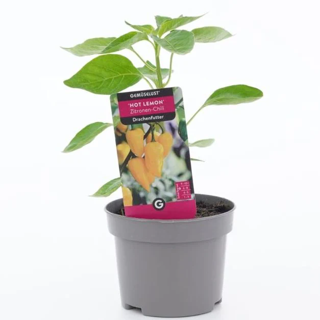 Chilli 'Hot Lemon' - Image 2