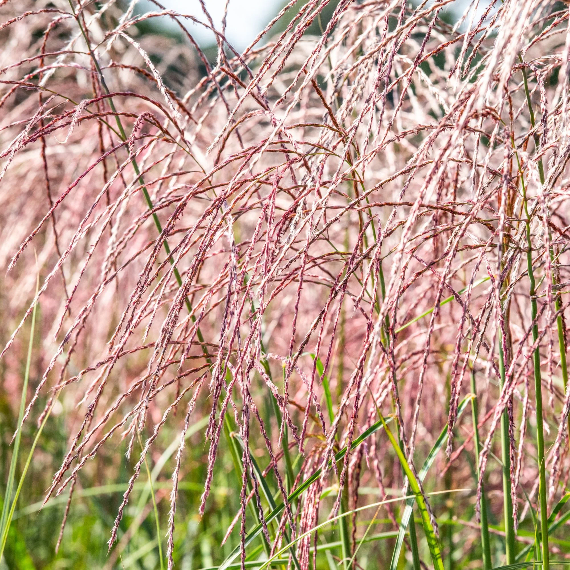 Chinaschilf 'Flamingo'