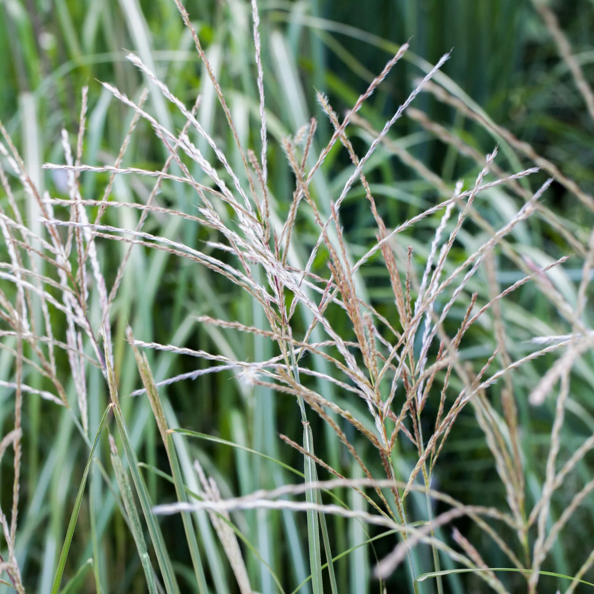 Chinaschilf 'Hermann Müssel'