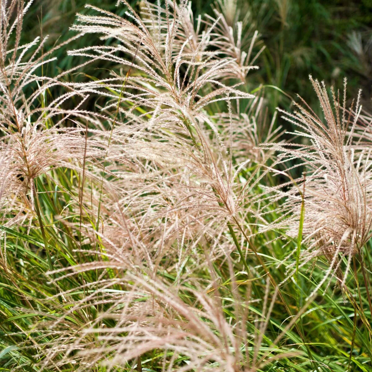 Chinaschilf 'Kleine Silberspinne'