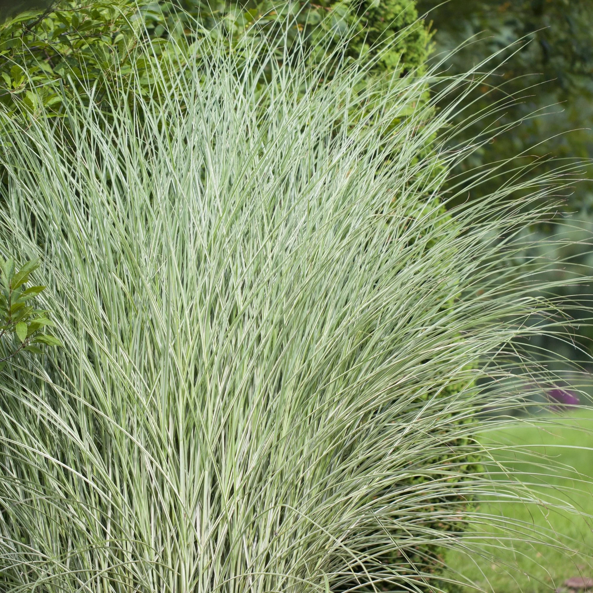 Chinaschilf 'Morning Light'