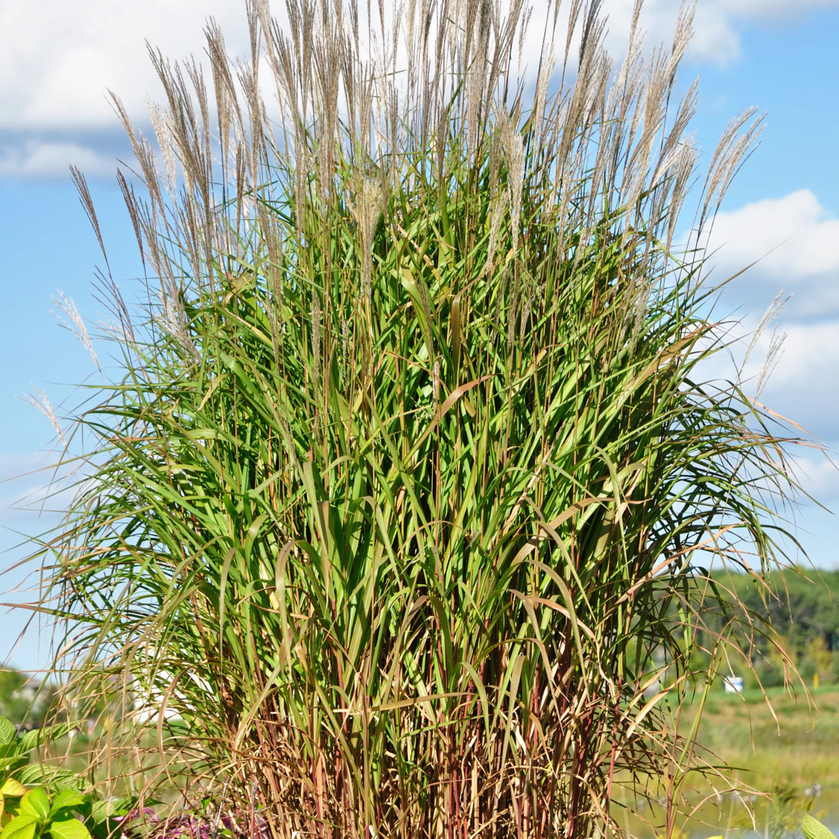 Chinaschilf 'Purpurascens'