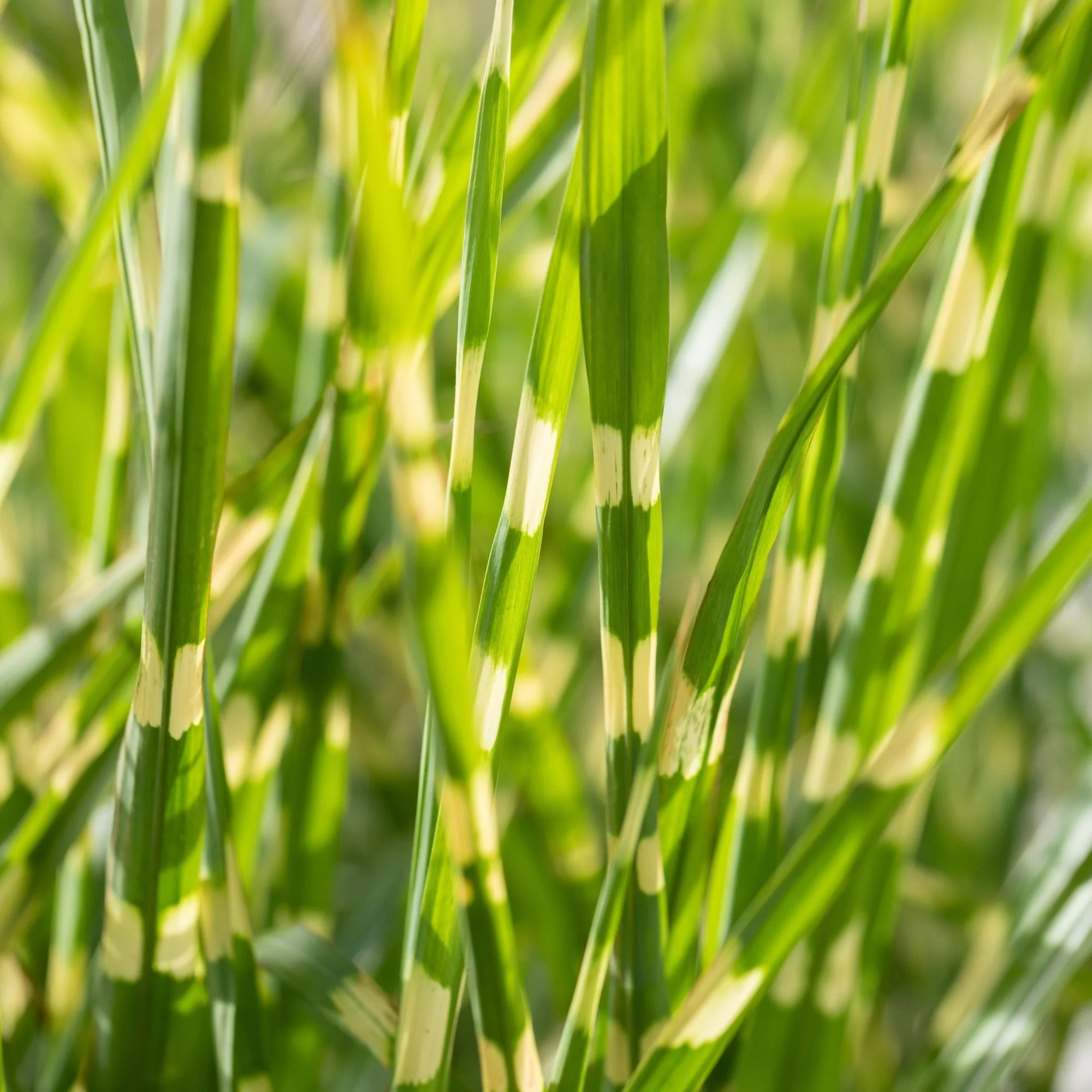 Chinaschilf 'Strictus Dwarf' - Image 2