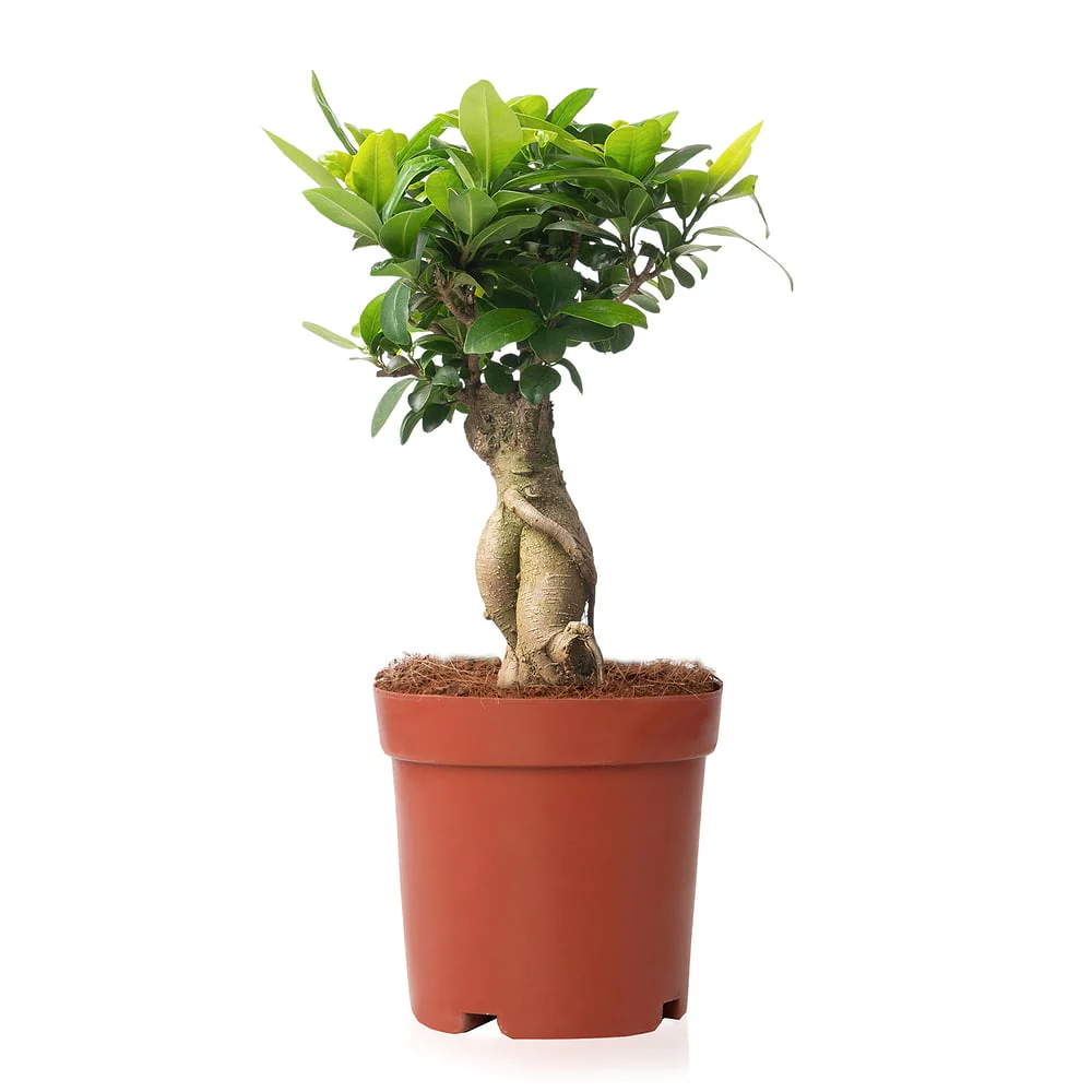 Chinesische Feige 'Ginseng' - Image 3
