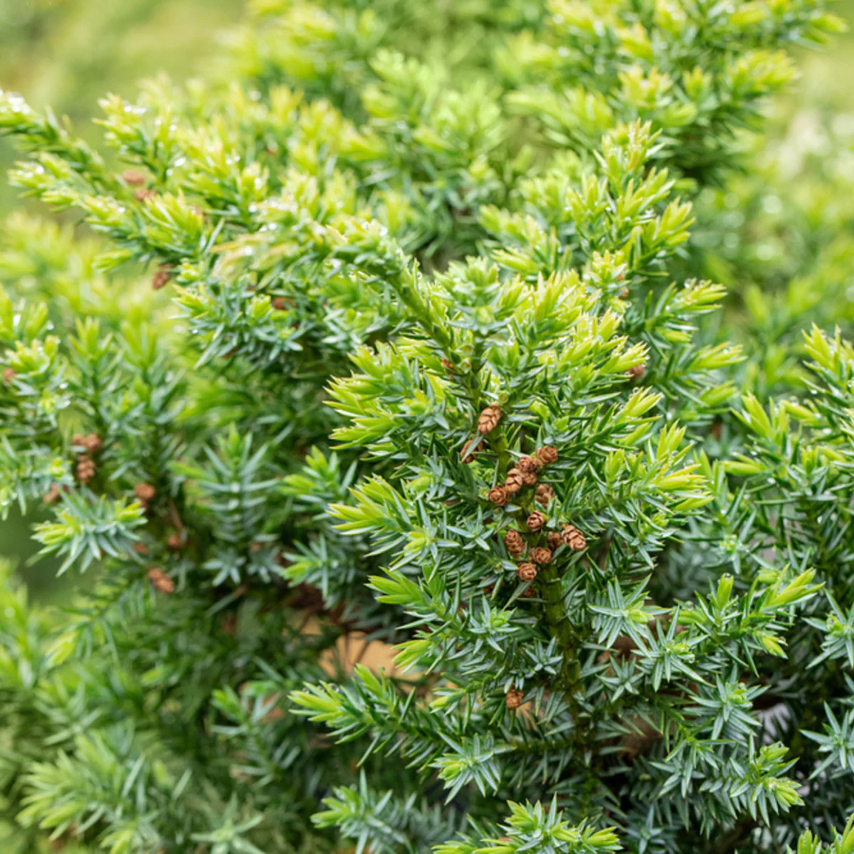 Chinesischer Wacholder 'Blue Alps'