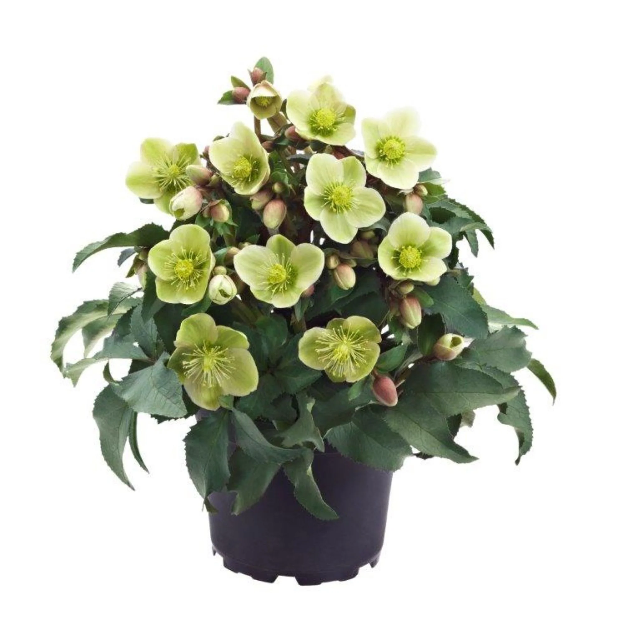 Christrose 'HGC® Monte Christo'