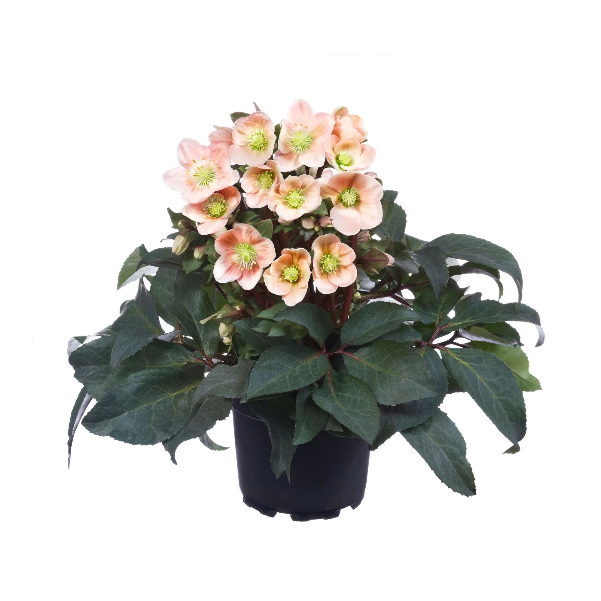 Christrose 'HGC® Pink Frost' - Image 2