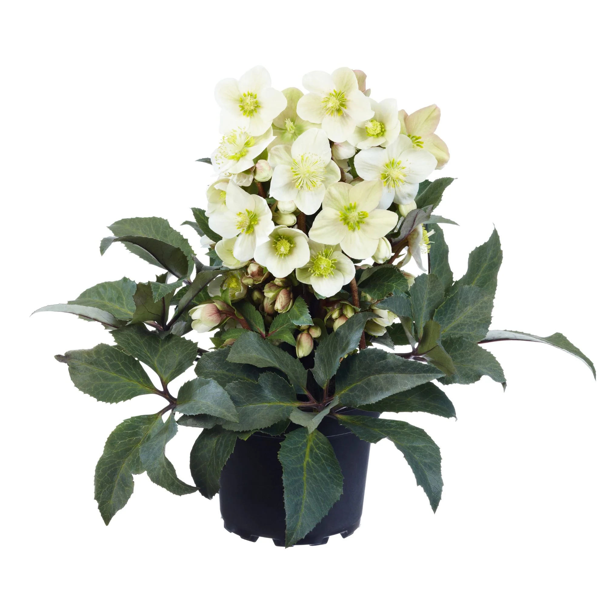 Christrose 'HGC® Shooting Star' - Image 2