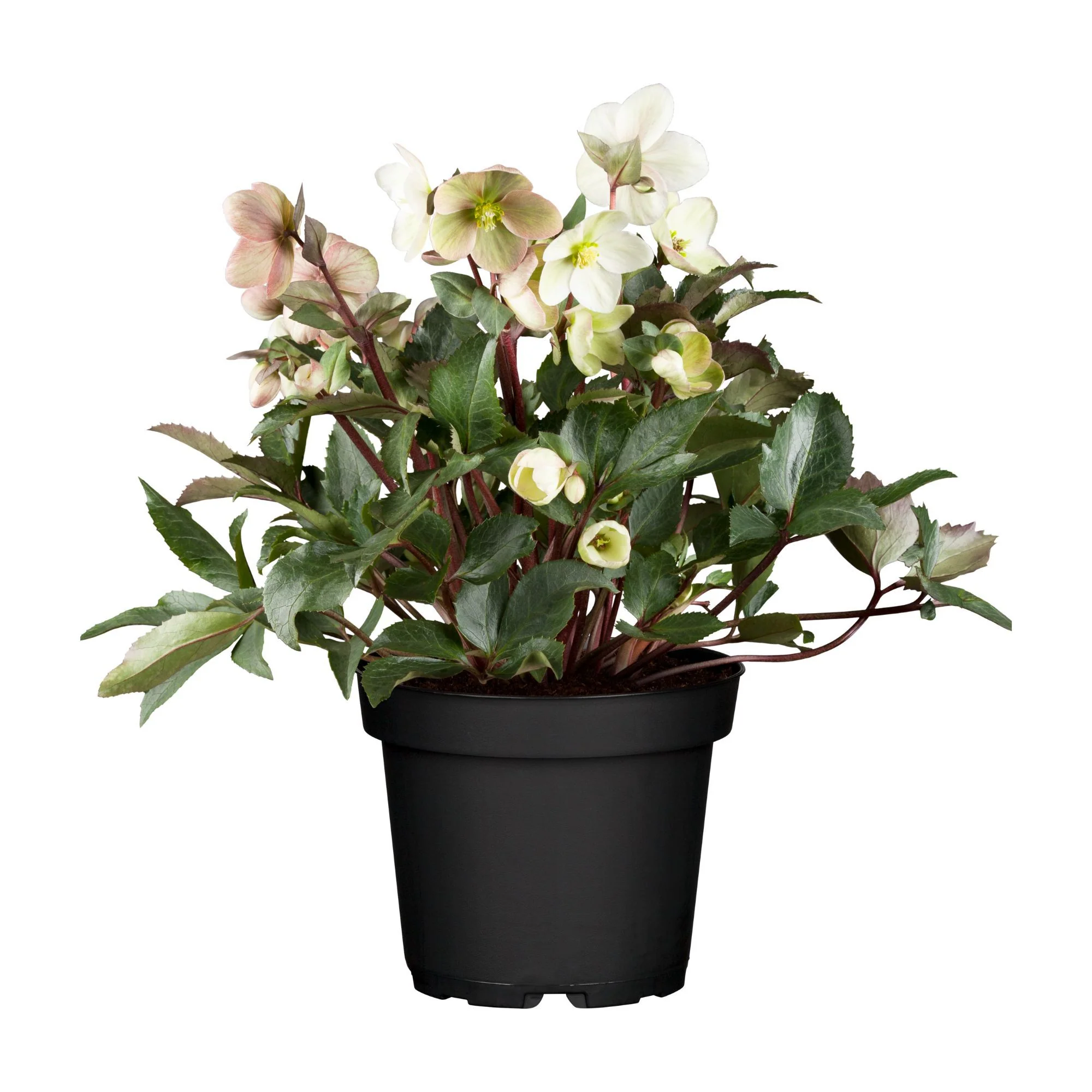 Christrose 'HGC®-Sorten'