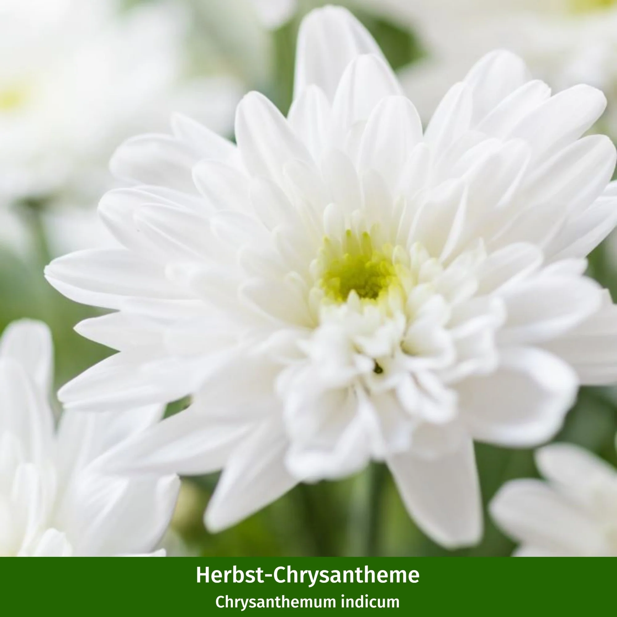 Balkonblumen "Weißer Herbstmix" - Image 3