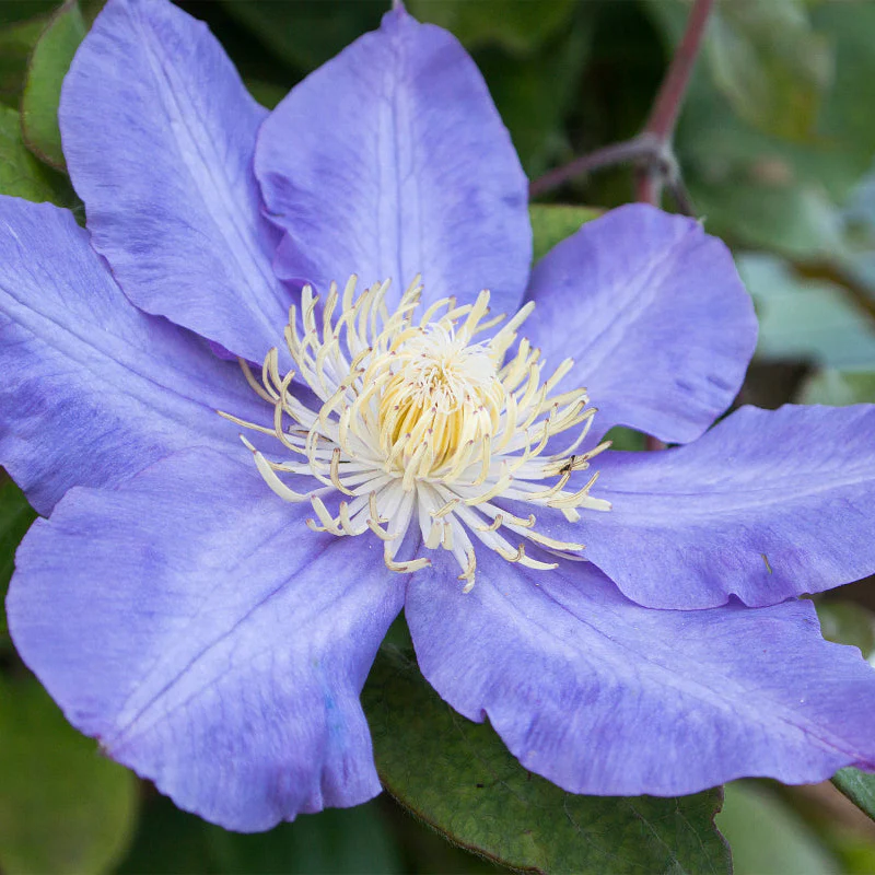 Clematis 'Diamantina®'