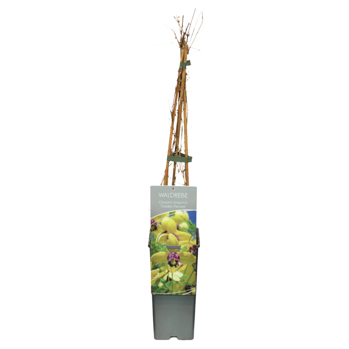 Clematis 'Golden Harvest' - Image 2
