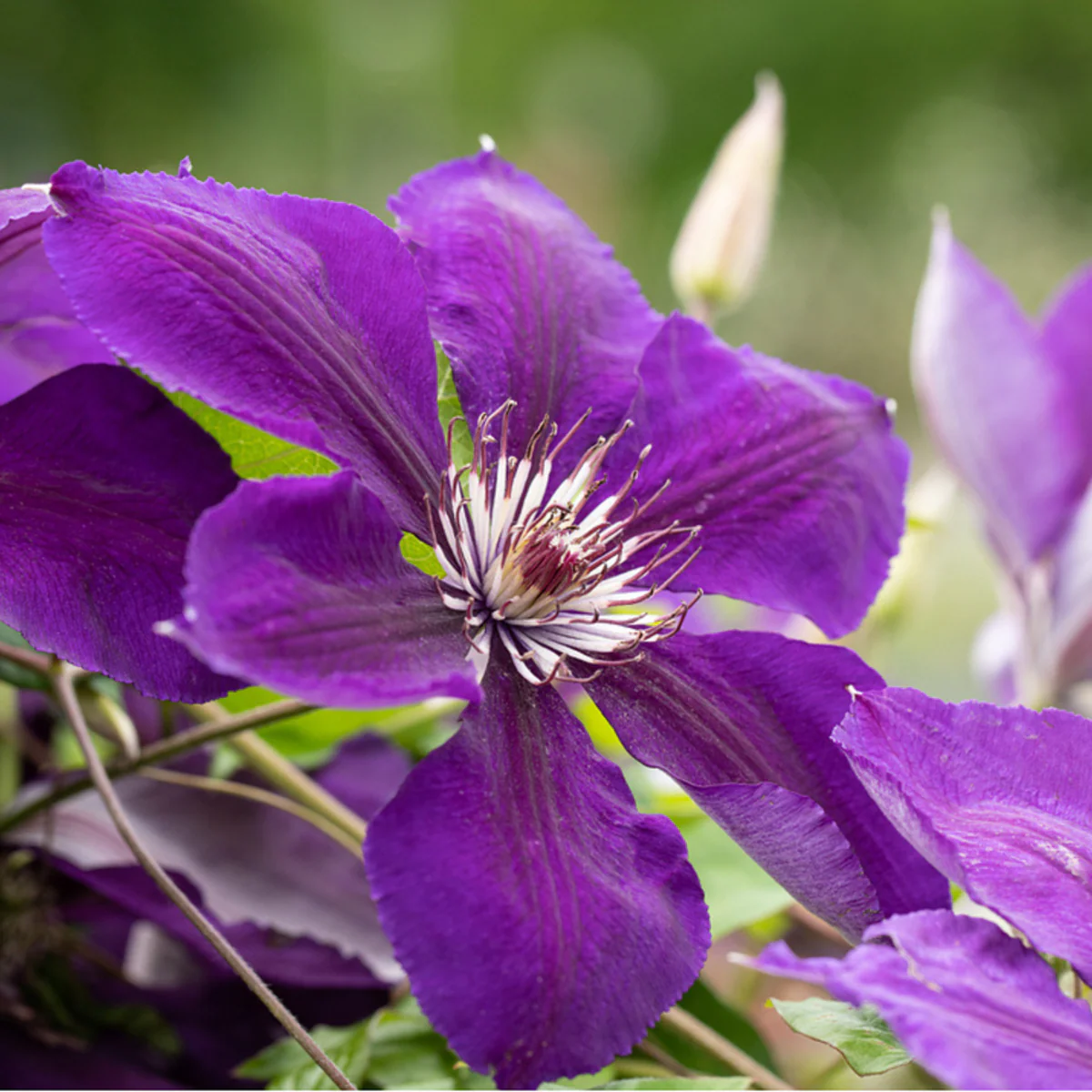 Clematis 'Jackmannii'