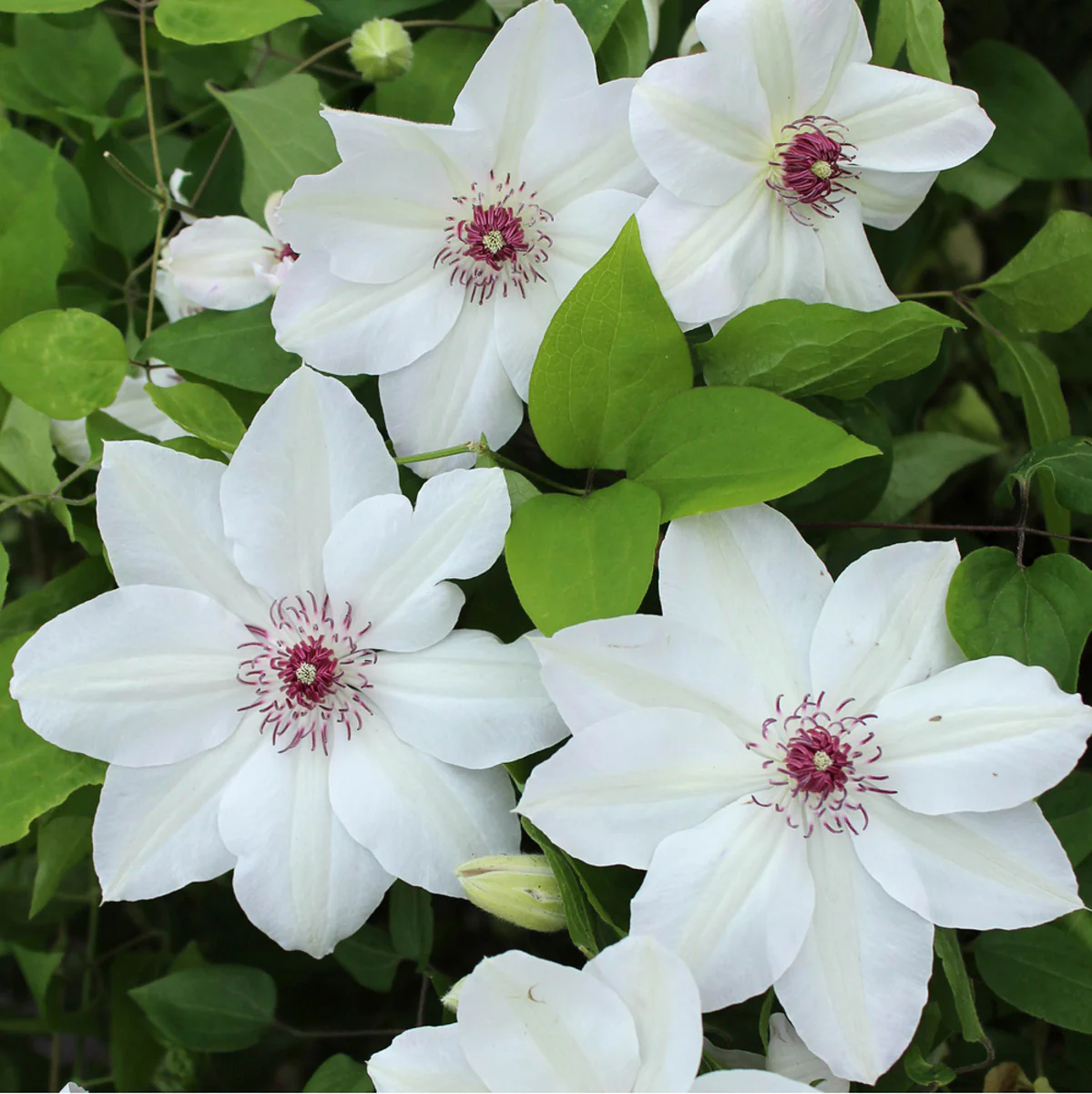 Clematis 'Miss Bateman' - Image 3
