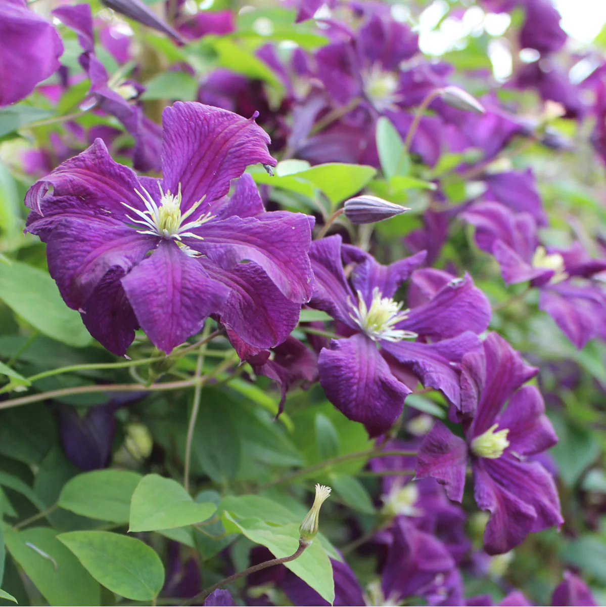 Clematis 'Polish Spirit' - Image 2