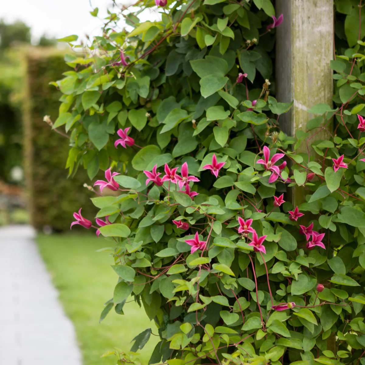 Clematis 'Princess Diana' - Image 3