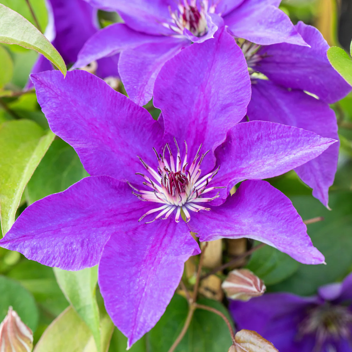 Clematis 'The President' - Image 3