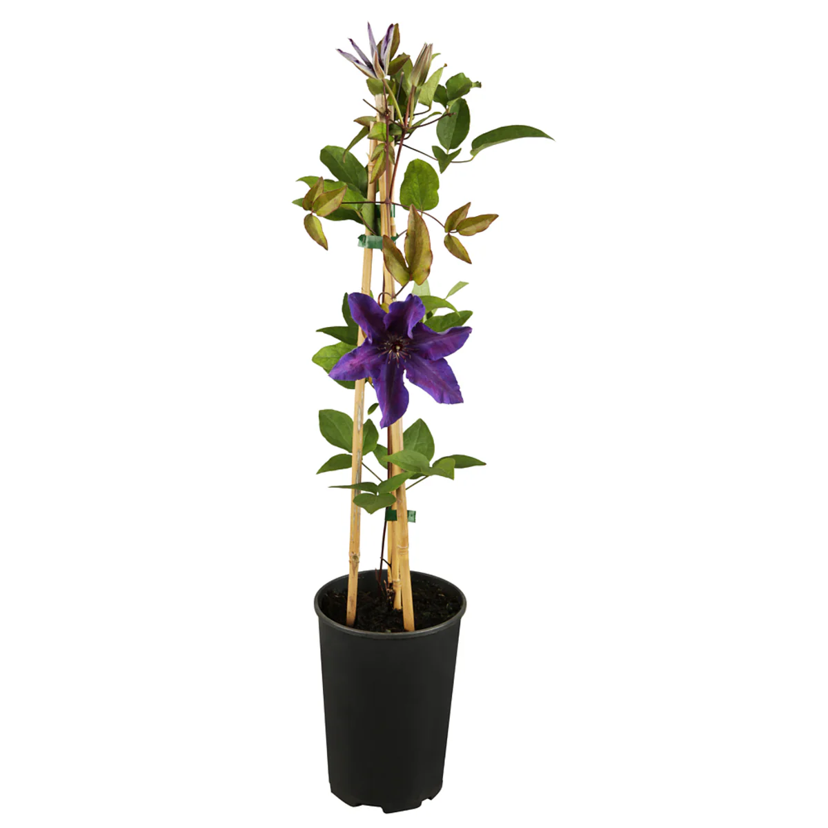 Clematis 'The President' - Image 4