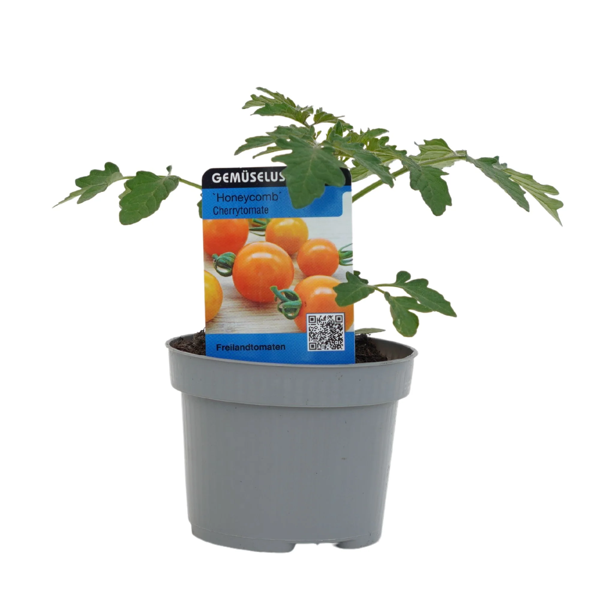 Cocktailtomate 'Honeycomb F1' - Image 2