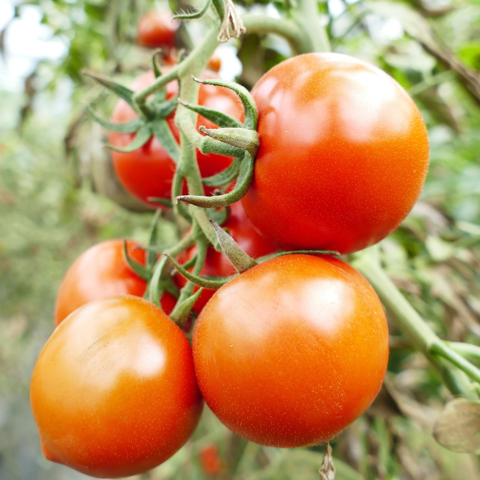 Cocktailtomate 'Reginella', F1